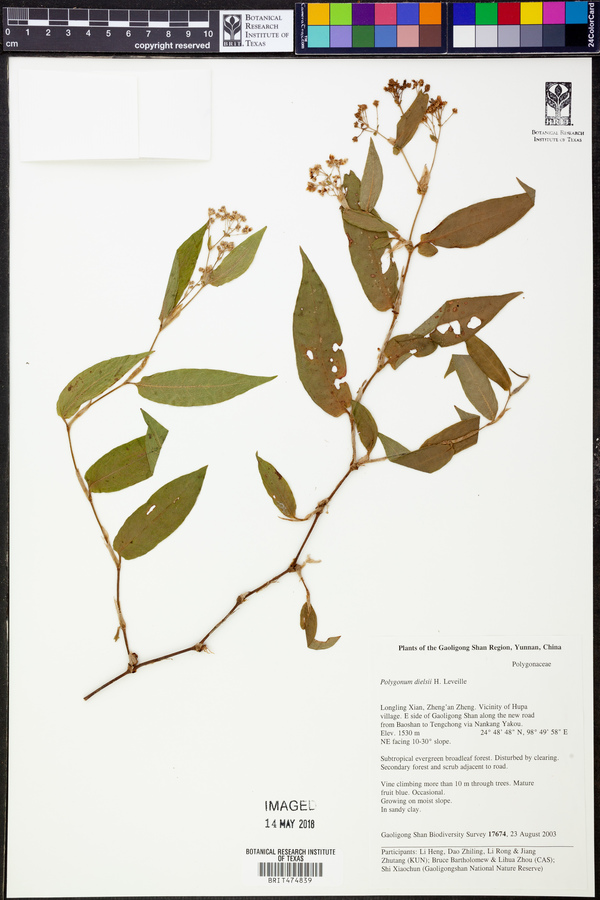 Polygonum chinense var. paradoxum image