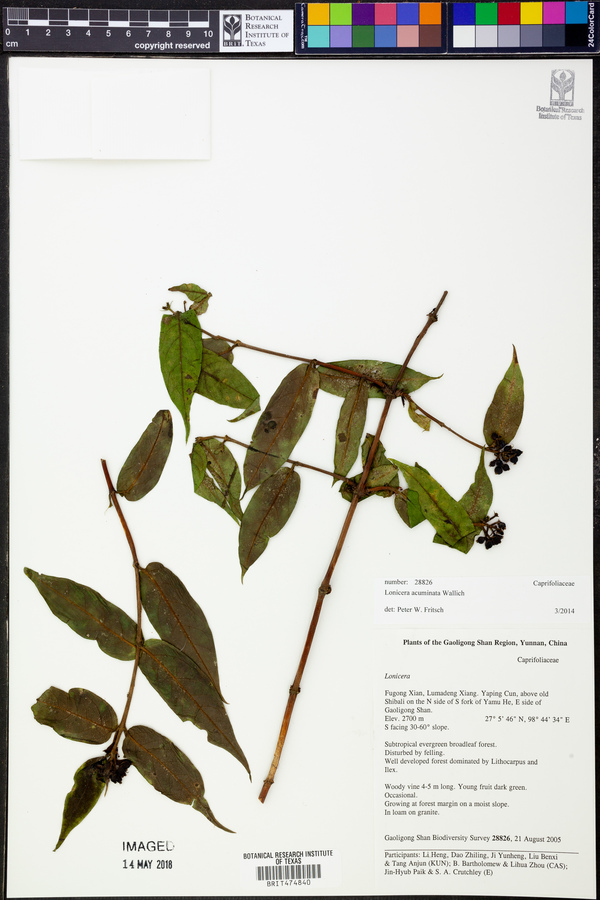 Lonicera acuminata image