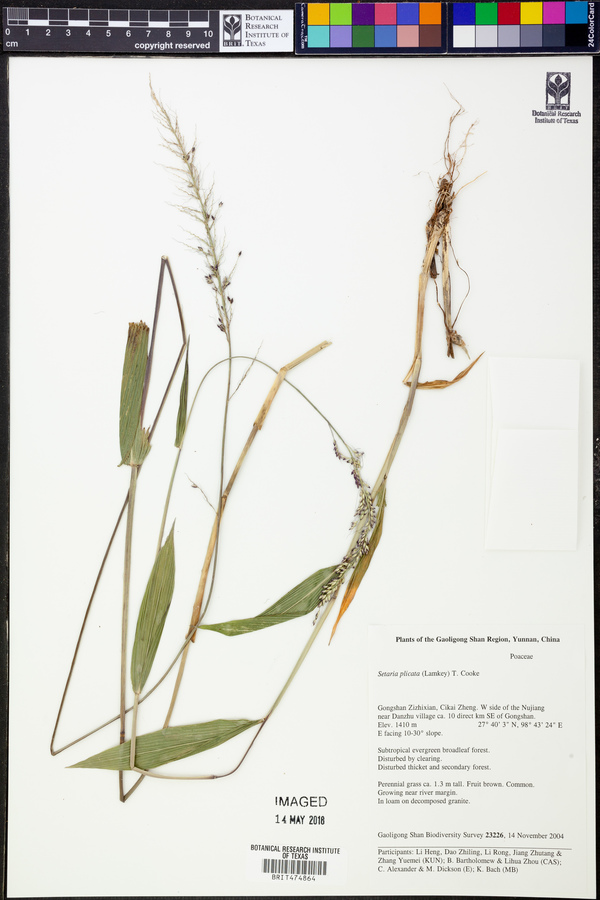 Setaria plicata image