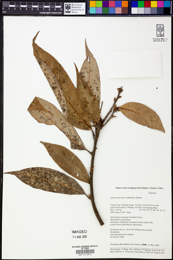 Lithocarpus hancei image