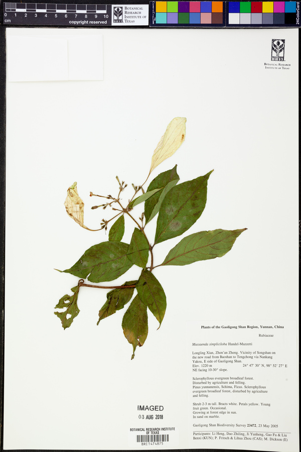 Mussaenda simpliciloba image