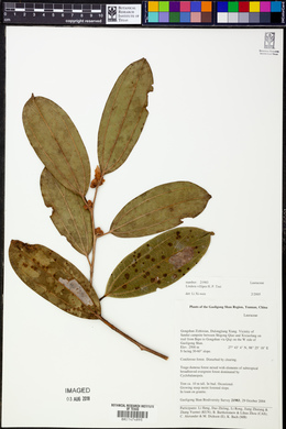 Image of Lindera villipes