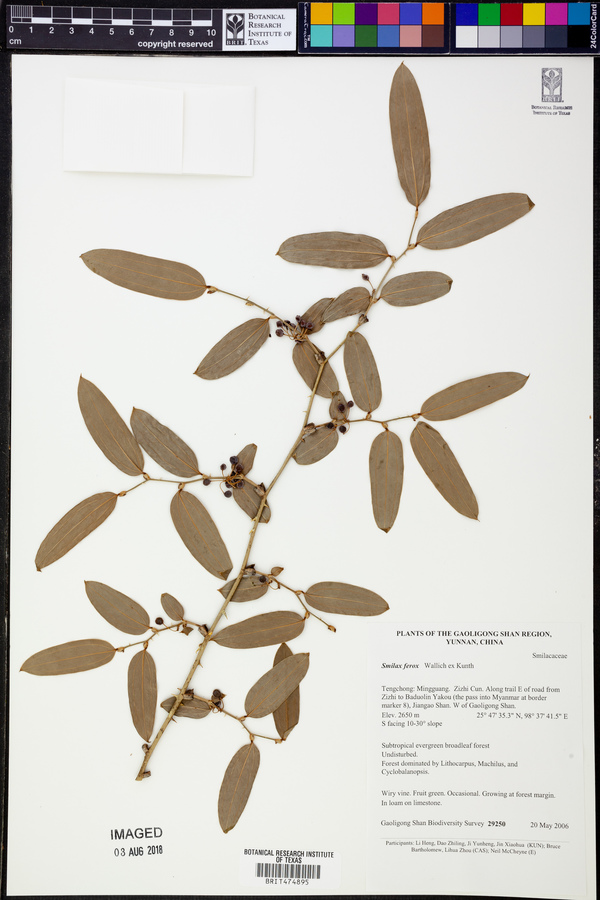 Smilax ferox image