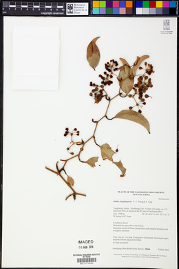 Image of Smilax lunglingensis