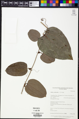 Smilax scobinicaulis image