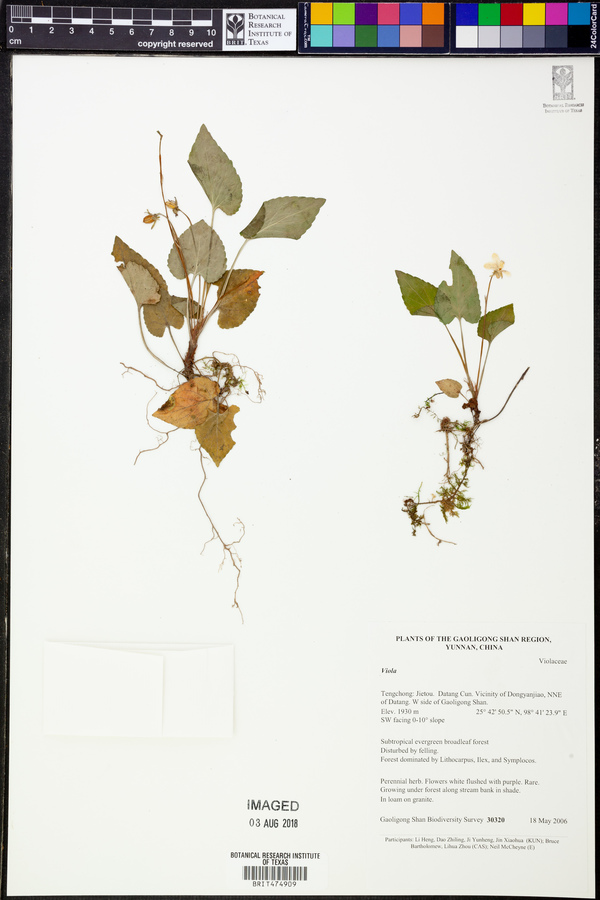 Polygonum capitatum image