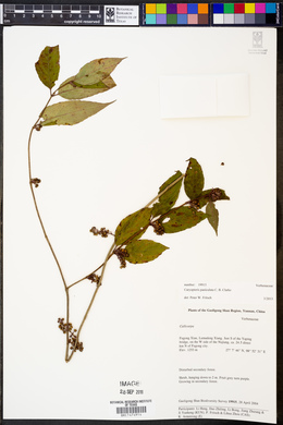 Image of Caryopteris paniculata