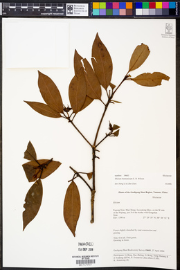 Image of Illicium burmanicum