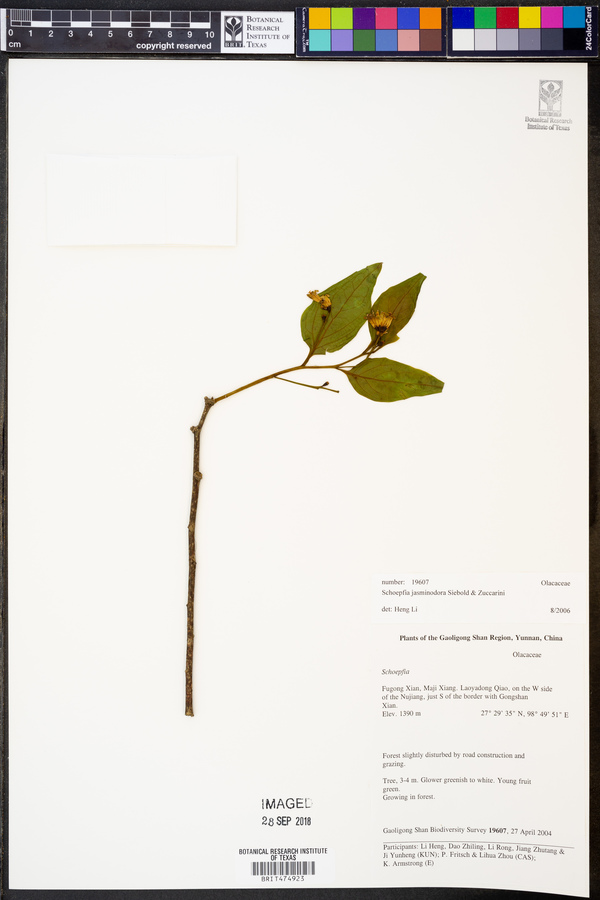 Schoepfia jasminodora image