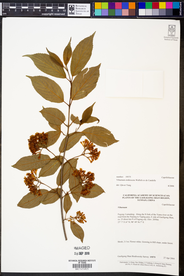 Viburnum erubescens image