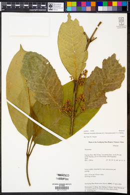 Image of Melicope burmahia