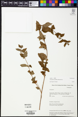 Image of Caryopteris terniflora