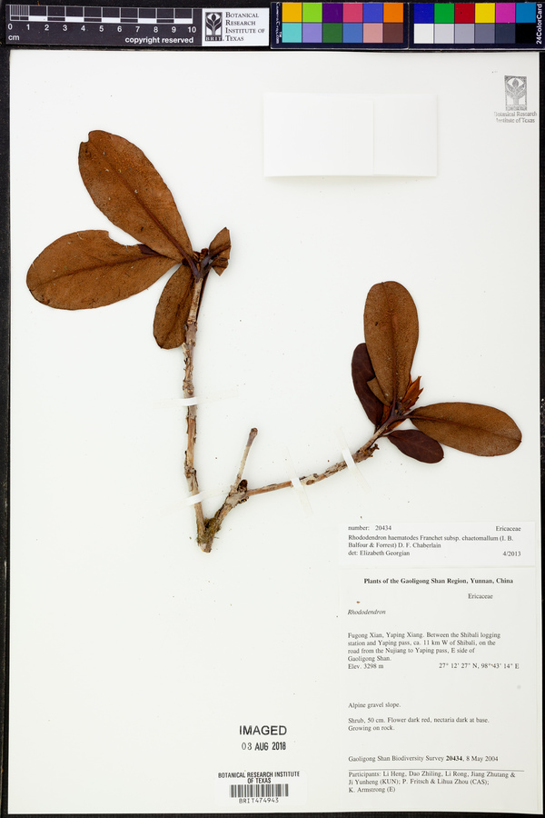 Rhododendron haematodes image