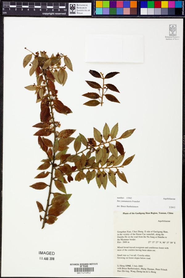 Ilex yunnanensis image