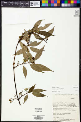 Image of Gardneria angustifolia