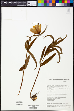 Image Associated With the Occurence