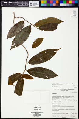 Magnolia cathcartii image