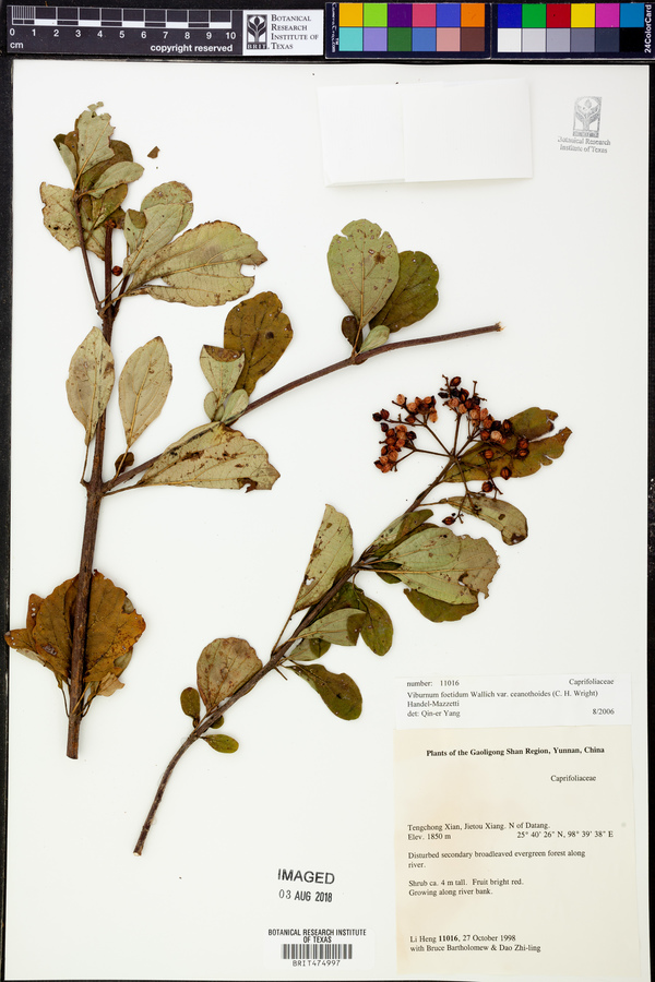 Viburnum foetidum var. ceanothoides image