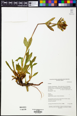 Image Associated With the Occurence