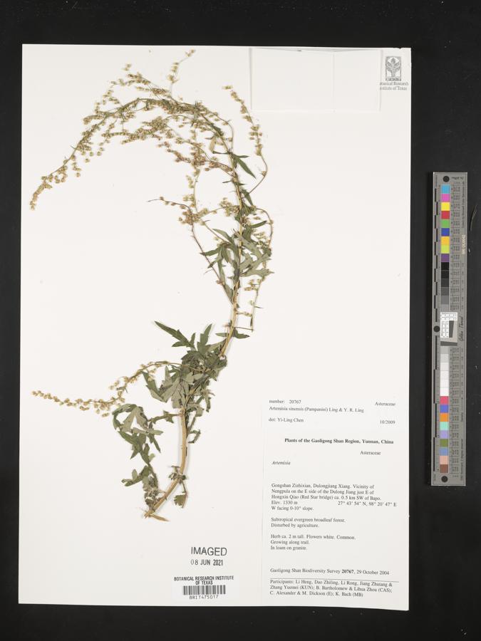 Artemisia sinensis image
