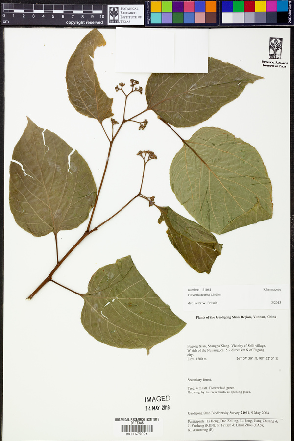 Hovenia image