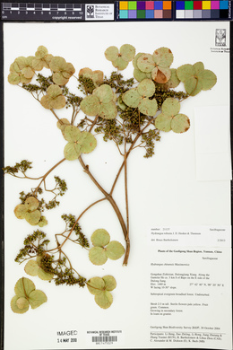 Hydrangea robusta image