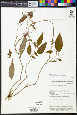 Plagiopetalum esquirolii image