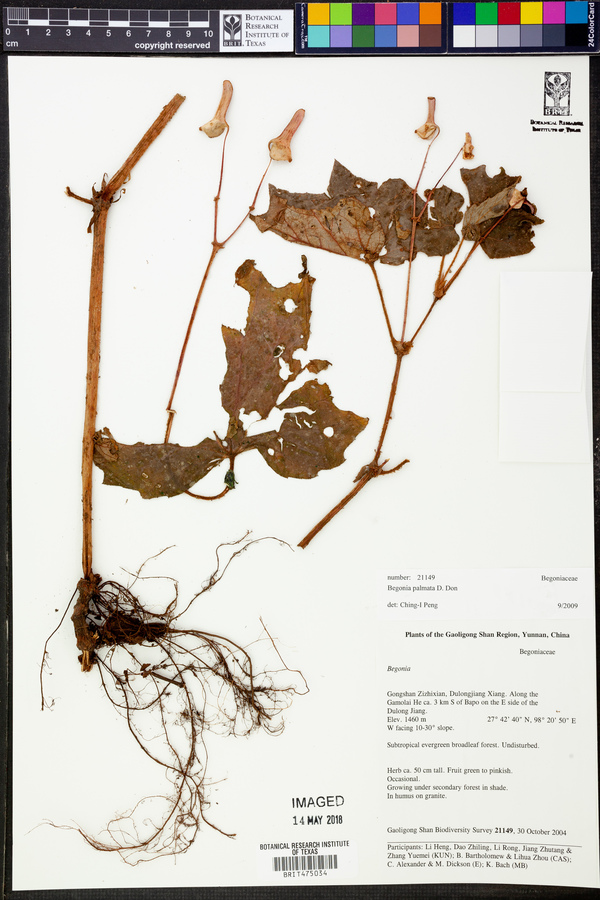 Begonia palmata image