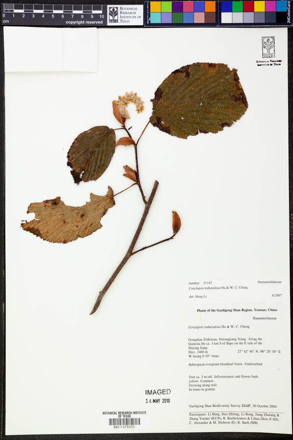 Corylopsis trabeculosa image