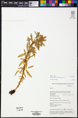 Image of Rhodiola macrocarpa