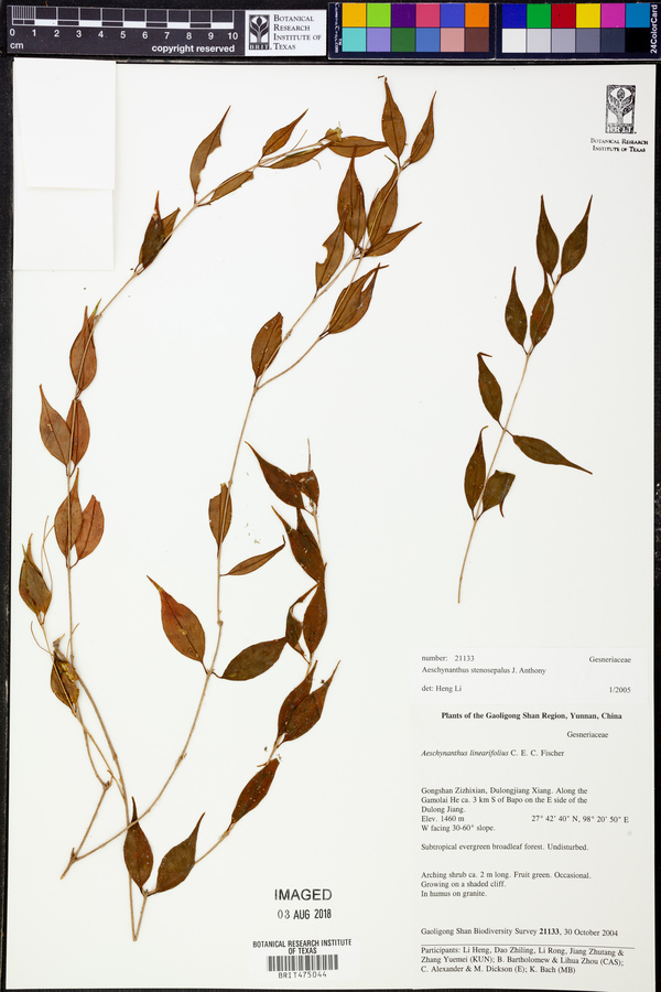 Aeschynanthus stenosepalus image