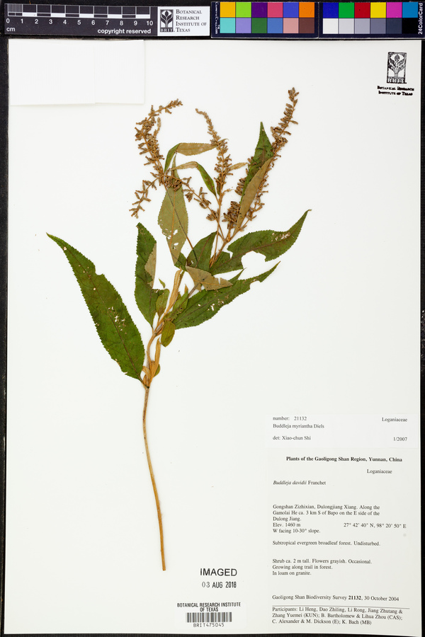 Buddleja myriantha image
