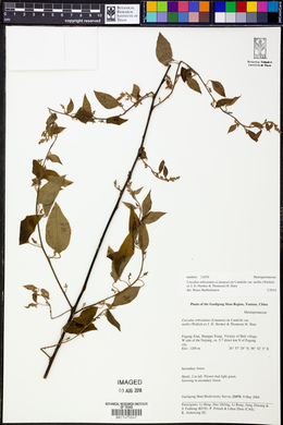 Cocculus orbiculatus var. mollis image