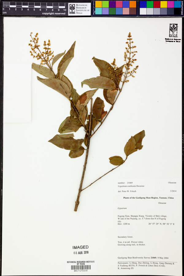 Ligustrum confusum image