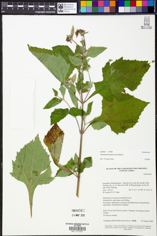 Sigesbeckia pubescens image