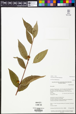 Excoecaria acerifolia image