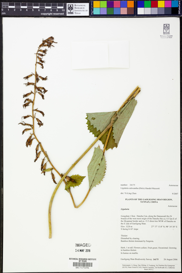 Ligularia caloxantha image