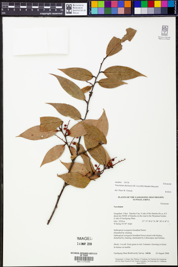 Vaccinium duclouxii image