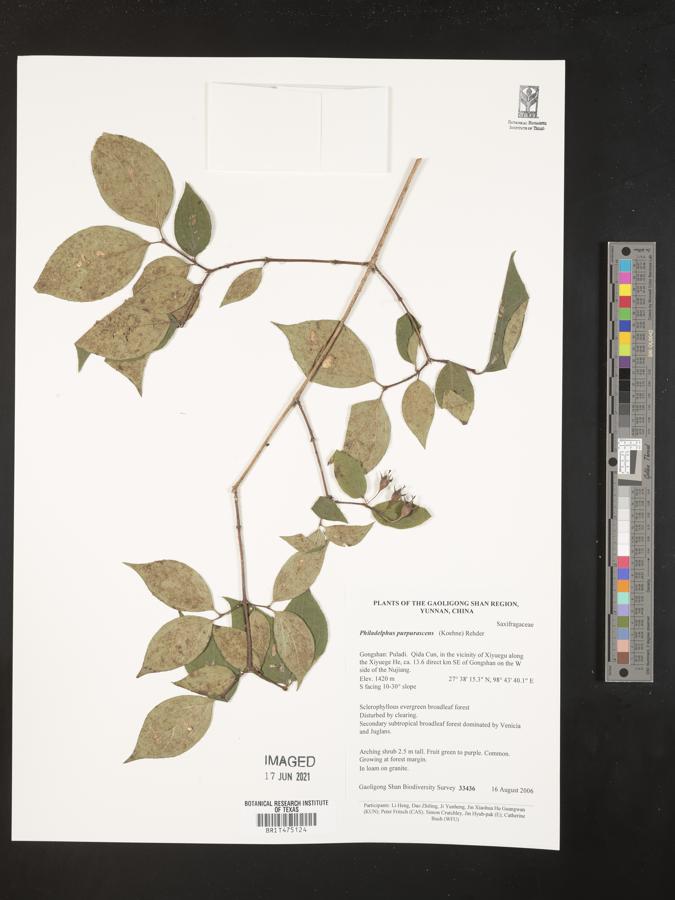 Philadelphus purpurascens image