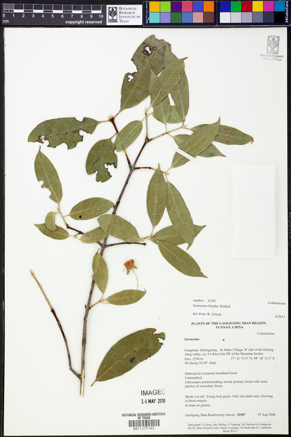 Euonymus frigidus image