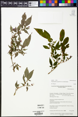 Image of Plagiopetalum esquirolii