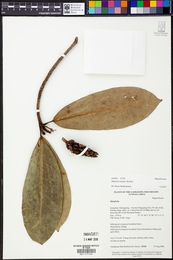 Magnolia insignis image