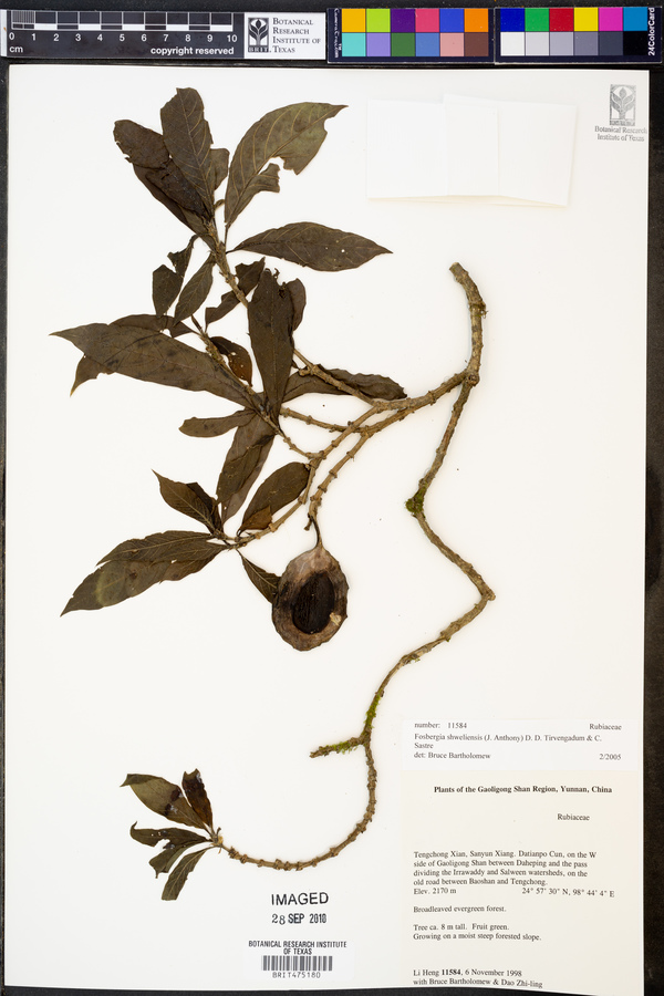 Fosbergia image