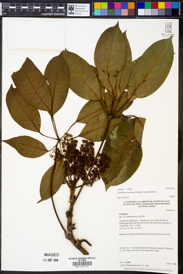 Schefflera venulosa image