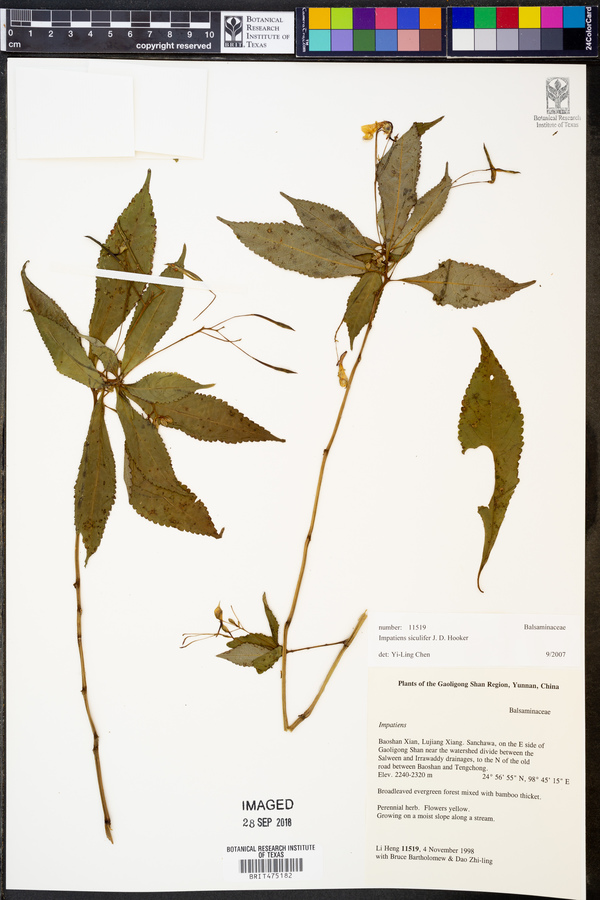 Impatiens siculifer image