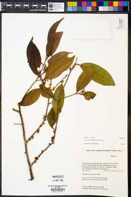 Image of Eurya pseudocerasifera