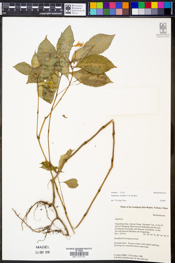 Impatiens siculifer image