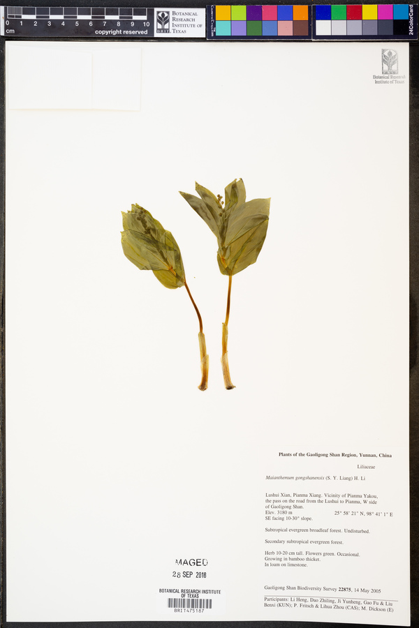 Maianthemum gongshanensis image