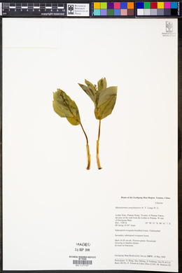 Image of Maianthemum gongshanensis