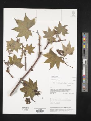 Acer campbellii subsp. flabellatum image
